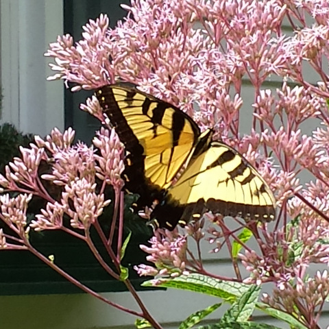 butterfly blooms